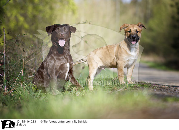 2 Hunde / 2 dogs / NN-04623