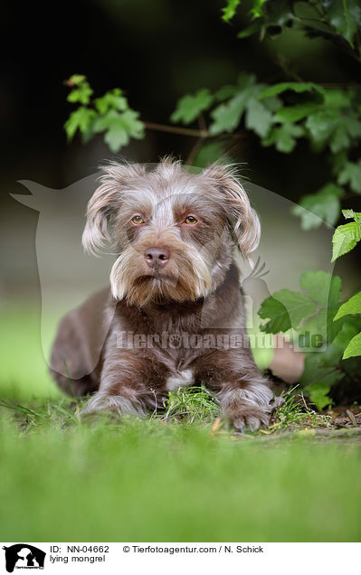 liegender Mischling / lying mongrel / NN-04662