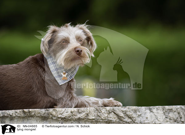 liegender Mischling / lying mongrel / NN-04665