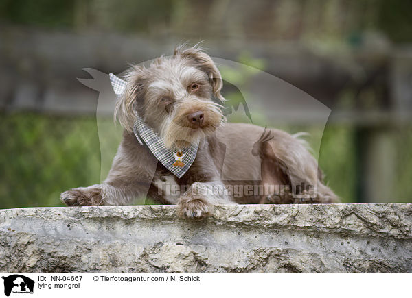 liegender Mischling / lying mongrel / NN-04667