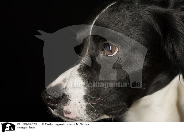 Mischling Gesicht / mongrel face / NN-04675
