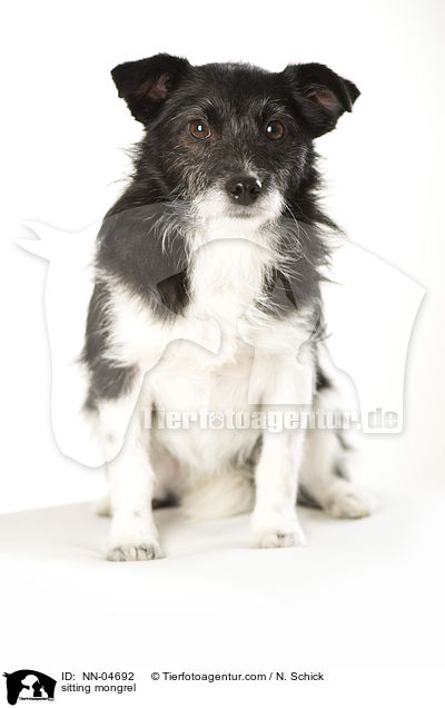 sitzender Mischling / sitting mongrel / NN-04692