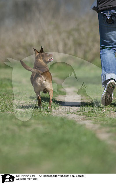 laufender Ratero-Mix / walking mongrel / NN-04869