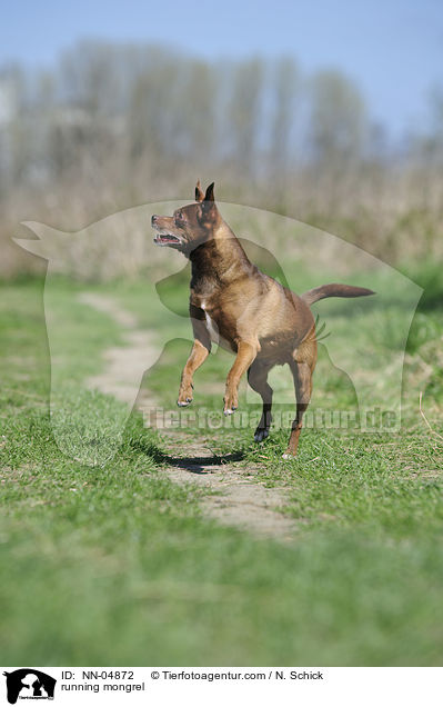 rennender Ratero-Mix / running mongrel / NN-04872