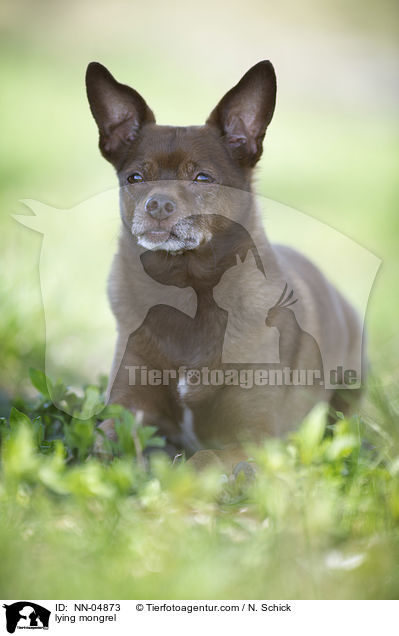 liegender Ratero-Mix / lying mongrel / NN-04873