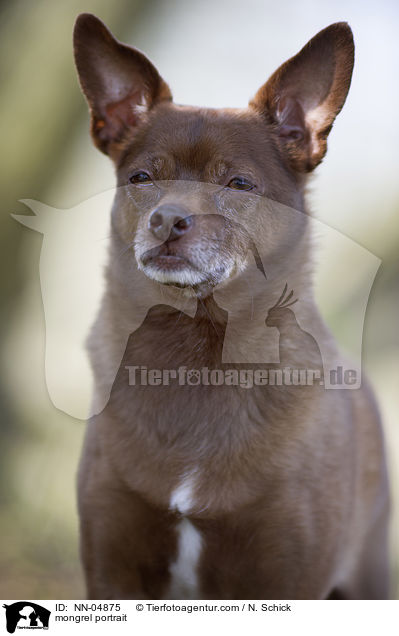 Ratero-Mix Portrait / mongrel portrait / NN-04875