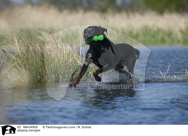 spielender Rottweiler-Mix / playing mongrel / NN-04900