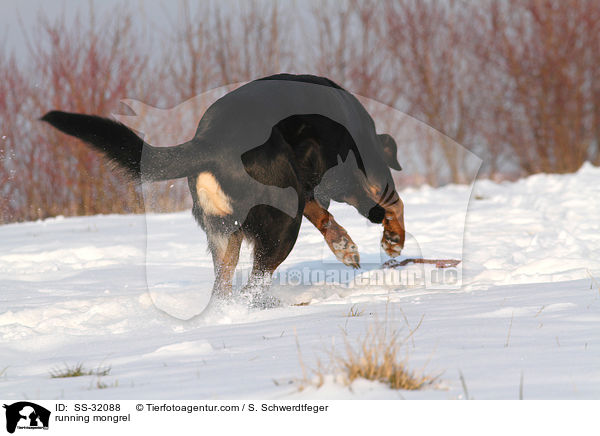 rennender Hovawart-Schferhund-Mix / running mongrel / SS-32088