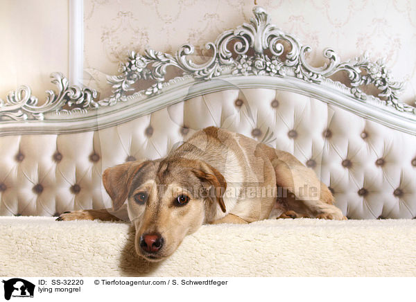 liegender Mischling / lying mongrel / SS-32220