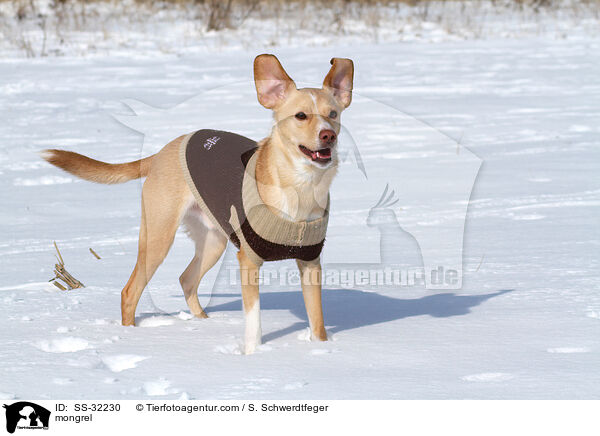Podenco-Mix / mongrel / SS-32230