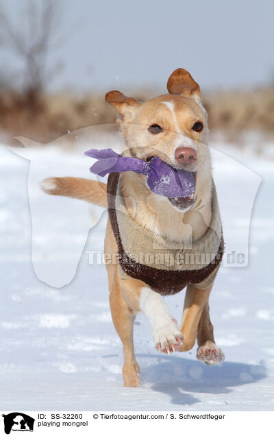 spielender Podenco-Mix / playing mongrel / SS-32260