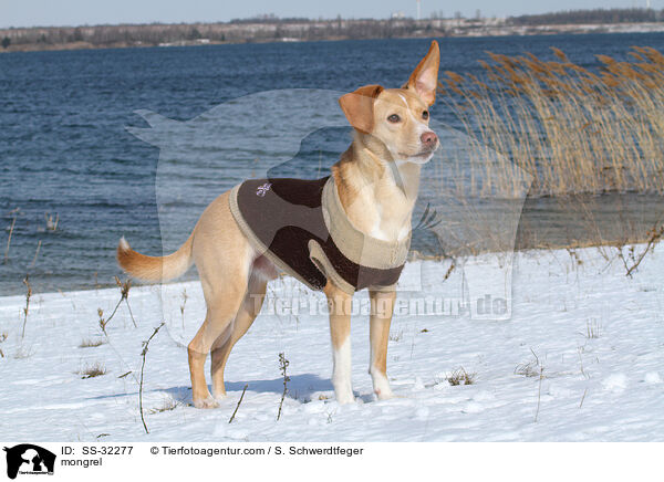 Podenco-Mix / mongrel / SS-32277