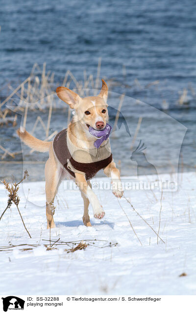 spielender Podenco-Mix / playing mongrel / SS-32288