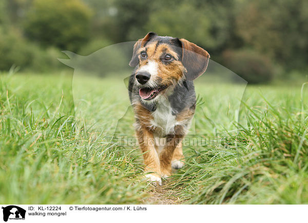 laufender Mischling / walking mongrel / KL-12224