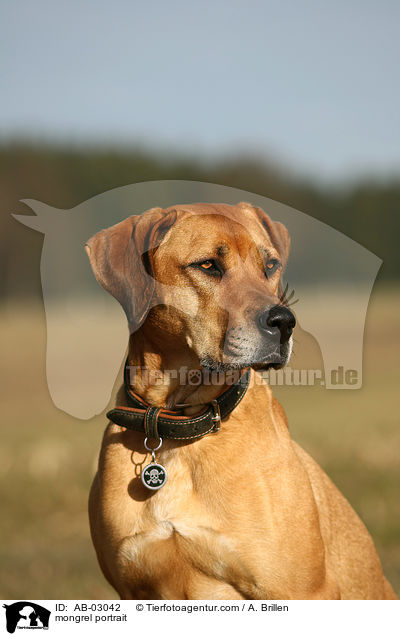 Ridgeback-Mix Portrait / mongrel portrait / AB-03042