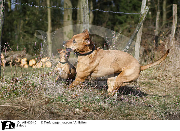 2 Hunde / 2 dogs / AB-03045