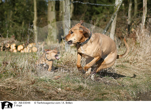 2 Hunde / 2 dogs / AB-03046