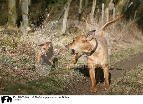 2 dogs / AB-03048