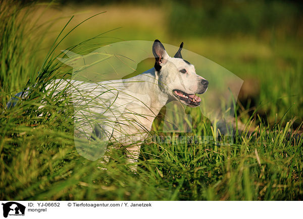 Bullterrier-Mix / mongrel / YJ-06652