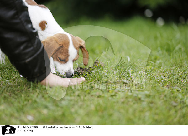 junger Hund / young dog / RR-56366