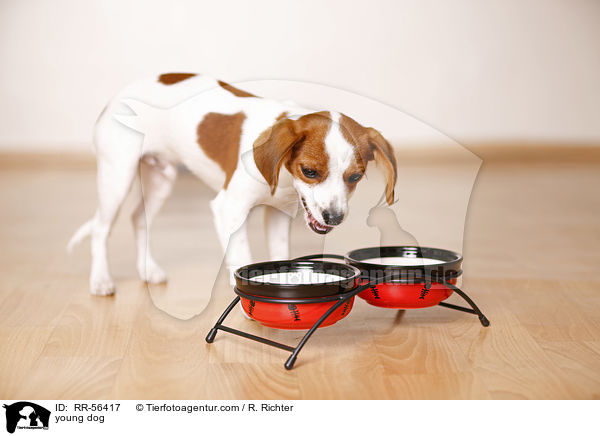 junger Hund / young dog / RR-56417