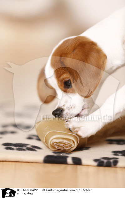 junger Hund / young dog / RR-56422