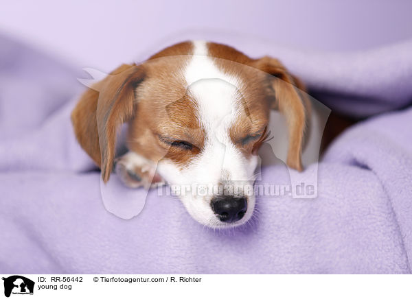 young dog / RR-56442