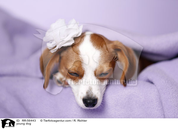 junger Hund / young dog / RR-56443