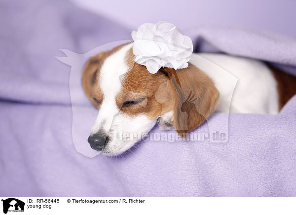 junger Hund / young dog / RR-56445