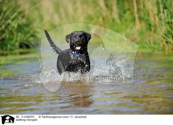 laufender Labrador-Rottweiler-Mix / walking mongrel / YJ-06970