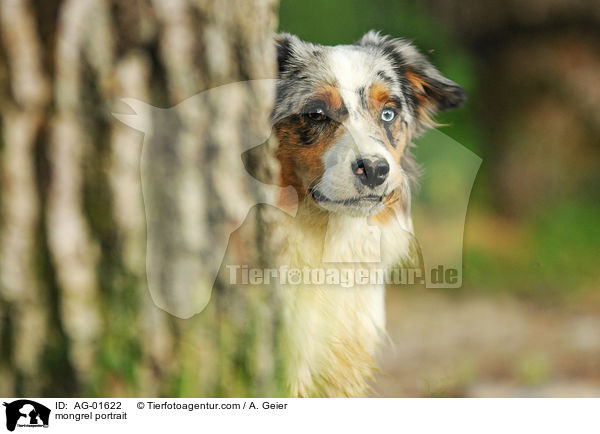 Australian-Shepherd-Border-Collie-Mix Portrait / mongrel portrait / AG-01622