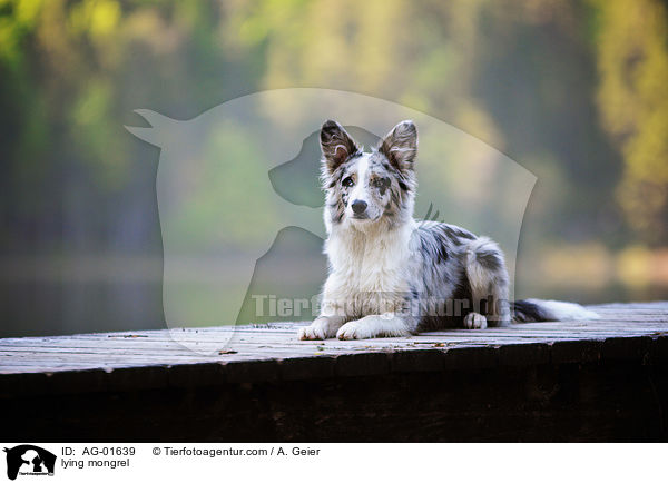 liegender Australian-Shepherd-Border-Collie-Mix / lying mongrel / AG-01639