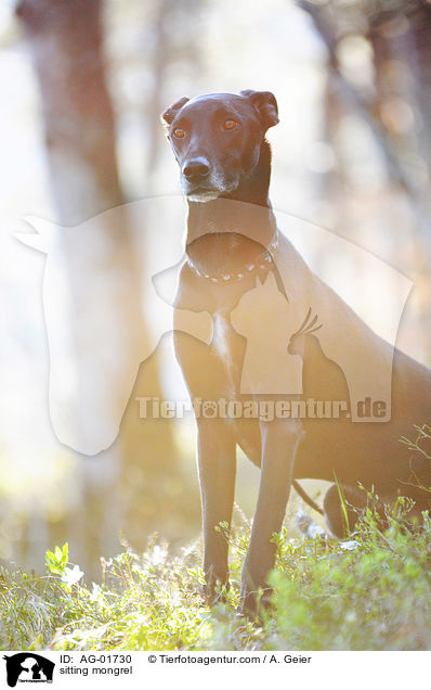sitzender Galgo-Mix / sitting mongrel / AG-01730