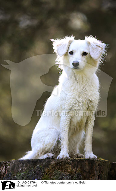 sitzender Mischling / sitting mongrel / AG-01764
