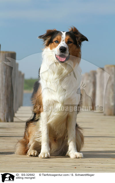 sitzender Australian-Shepherd-Border-Collie-Mix / sitting mongrel / SS-32682