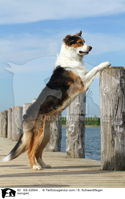 Australian-Shepherd-Border-Collie-Mix / mongrel / SS-32684