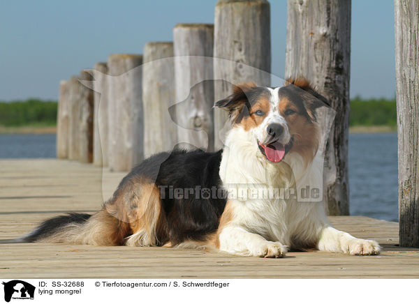 liegender Australian-Shepherd-Border-Collie-Mix / lying mongrel / SS-32688