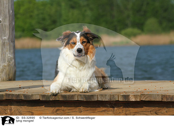 liegender Australian-Shepherd-Border-Collie-Mix / lying mongrel / SS-32690