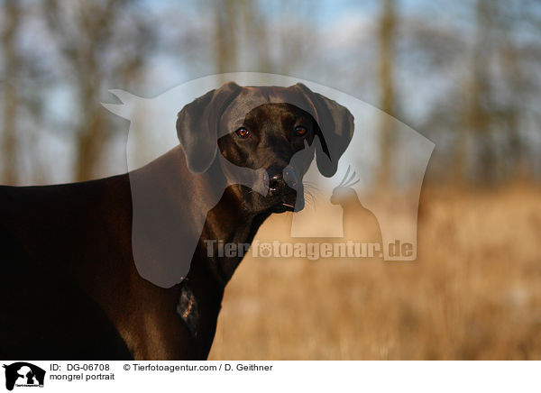 Doggen-Mix Portrait / mongrel portrait / DG-06708