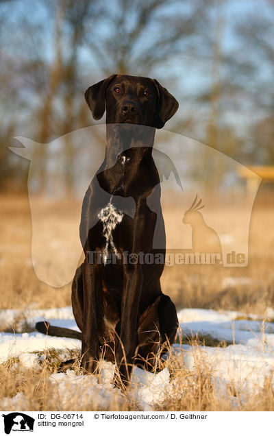 sitzender Doggen-Mix / sitting mongrel / DG-06714