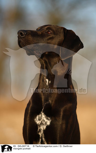 Doggen-Mix Portrait / mongrel portrait / DG-06716