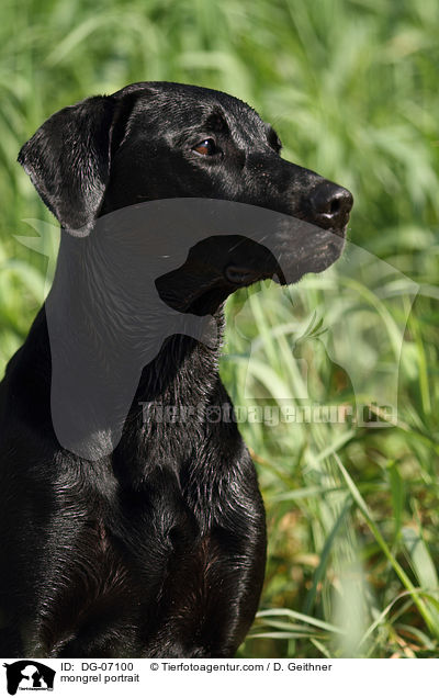 Labrador-Mix Portrait / mongrel portrait / DG-07100