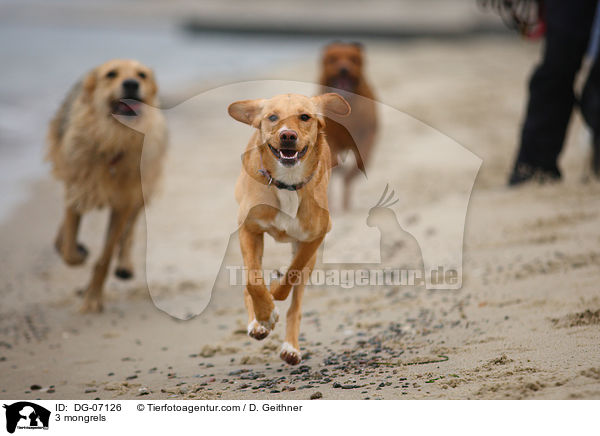 3 Mischlinge / 3 mongrels / DG-07126