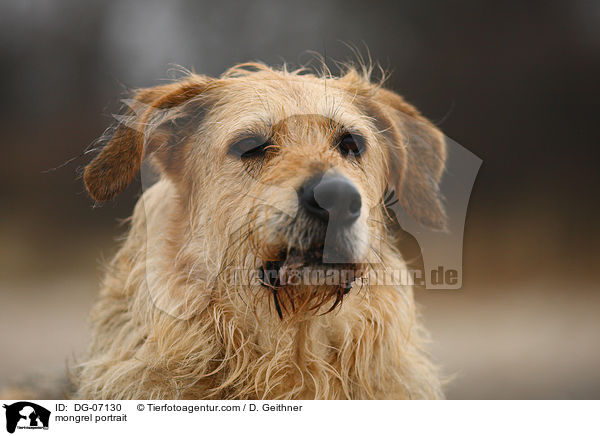 Mischling Portrait / mongrel portrait / DG-07130