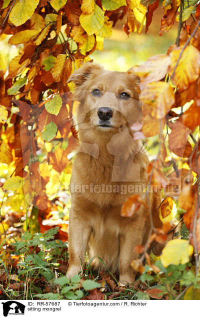 sitzender Mischling / sitting mongrel / RR-57687