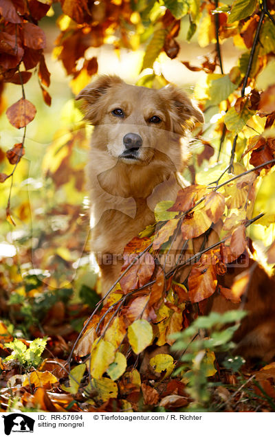 sitzender Mischling / sitting mongrel / RR-57694