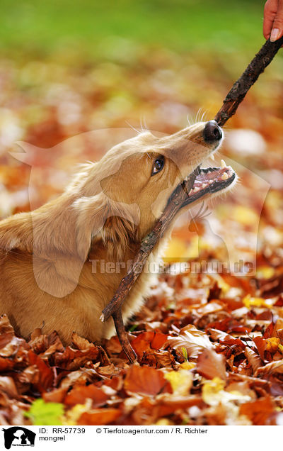 Mischling / mongrel / RR-57739