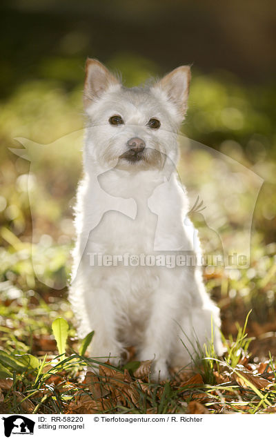 sitzender Mischling / sitting mongrel / RR-58220