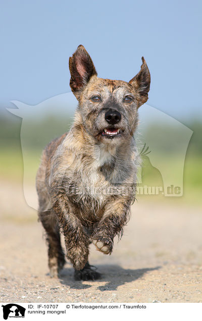 running mongrel / IF-10707