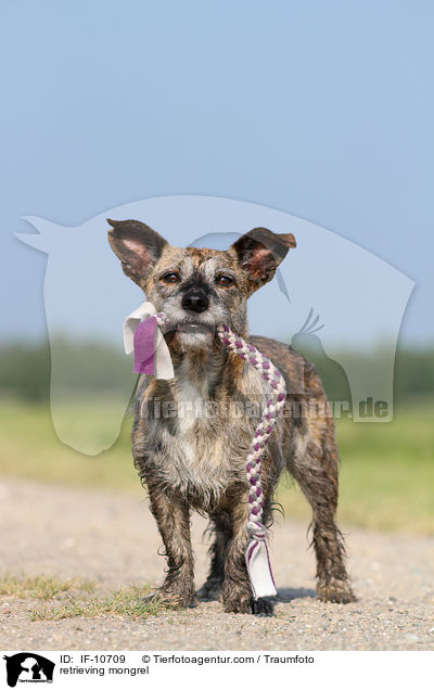 apportierender Mischling / retrieving mongrel / IF-10709
